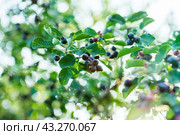Темные спелые ягоды ирги (лат. Amelanchier). Плодовые деревья и кустарники. Малая глубина резкости. Стоковое фото, фотограф Андрей Пустякин / Фотобанк Лори