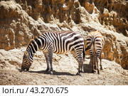 Plains zebras. Стоковое фото, фотограф Art Konovalov / Фотобанк Лори