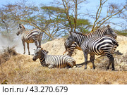 Plains zebras. Стоковое фото, фотограф Art Konovalov / Фотобанк Лори