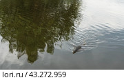 A monitor lizard salvator varanus is swimming in a pond. The head is visible, part of the body. Ripples and circles spread across the water. The tree is reflected on the surface. Malaysia. Borneo. Стоковое фото, фотограф Вера Ивановна Кубарева / Фотобанк Лори