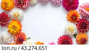 Flowers composition. Flat lay Top view. Border frame made of magenta, peach fuzz, red dahlia isolated white background. Vivid pink flowerheads. Beautiful backdrop for design. Floral assorted dahlias. Стоковое AI-изображение, AI-художник Марина Демидюк / Фотобанк Лори