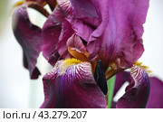 Large purple iris. Стоковое фото, фотограф Andrew_Swarga / Фотобанк Лори