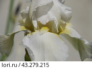 Large white iris. Стоковое фото, фотограф Andrew_Swarga / Фотобанк Лори