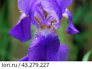 Large purple iris. Стоковое фото, фотограф Andrew_Swarga / Фотобанк Лори
