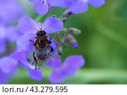 Жужелица шмеле видная на цветке вечерница. Стоковое фото, фотограф MК / Фотобанк Лори