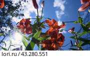 Lily lanceolate red in the garden in the bright sun against the blue sky. Growing flowers. Gardening. Стоковое видео, видеограф Дмитрий Кобзев / Фотобанк Лори