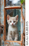 A kitten, a small to mediumsized cat, is peeking out of a window with twitching whiskers. Стоковое AI-изображение, AI-художник Юрий Поздников / Фотобанк Лори