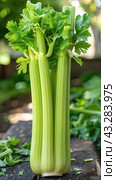 Celery, a grass family plant with annual lifecycle, is an essential food on the table. Стоковое AI-изображение, AI-художник Юрий Поздников / Фотобанк Лори