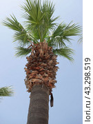 Пальма на Средиземной море. Palm tree by the Mediterranean Sea. (2024 год). Стоковое фото, фотограф Юрий Пуликов / Фотобанк Лори