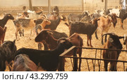 Herd of goats with ear tags inside of shed with hay in autumn, dairy and meat production concept. Стоковое видео, видеограф Яков Филимонов / Фотобанк Лори