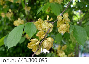 Зрелые плоды вяза шершавого (Ulmus glabra Huds.), крупный план. Стоковое фото, фотограф Ирина Борсученко / Фотобанк Лори