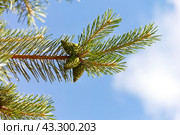 Ветка сосны с тремя молодыми зелеными шишками. Стоковое фото, фотограф Светлана Качанова / Фотобанк Лори