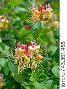 Цветение жимолости каприфоль (Lonicera caprifolium L.) Стоковое фото, фотограф Ирина Борсученко / Фотобанк Лори