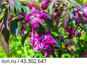 Decorative apple tree in bloom. Malus hupehensismalus branch. Стоковое фото, фотограф EugeneSergeev / Фотобанк Лори
