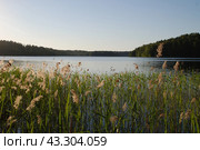 Reed grows in water. Стоковое фото, фотограф Andrew_Swarga / Фотобанк Лори