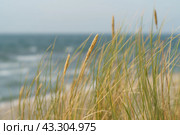 Photography of blue colors of surf of Baltic sea, sky in Baltic Spit. Restless sea before storm. Waves going onto sandy beach. Natural fresh background, web banner, postcard. Beauty in nature. Стоковое фото, фотограф YuryKara / Фотобанк Лори