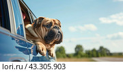 A big bulldog leans out of the car window and looks in front of him. Стоковое AI-изображение, AI-художник Ярославский Максим / Фотобанк Лори
