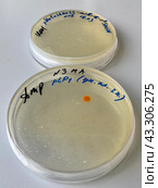 Выращивание и тестирование колоний генномодифицированных бактерий Escherichia coli (кишечная палочка) на питательной среде на чашках Петри. Стоковое фото, фотограф Alex / Фотобанк Лори