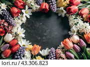 Beautiful floral background. A frame of spring flowers with tulips, daffodils, crocuses, hyacinths. View from above. Space for text. Стоковое AI-изображение, AI-художник Photojuli / Фотобанк Лори