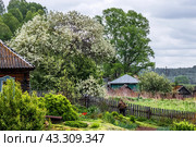 Село Суенга. Новосибирская область, Маслянинский район, Западная Сибирь России. (2024 год). Стоковое фото, фотограф Евгений Мухортов / Фотобанк Лори