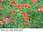 Цветущий куст айвы японской (Chaenomeles japonica (Thunb.) Lindl. ex Spach) Стоковое фото, фотограф Ирина Борсученко / Фотобанк Лори