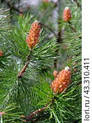 Молодые шишки сосны Муго (горной) (Pinus mugo Turra) Стоковое фото, фотограф Ирина Борсученко / Фотобанк Лори