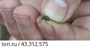 Small tick in a human hand. Стоковое фото, фотограф Andrew_Swarga / Фотобанк Лори