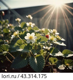 Fragaria is genus of flowering plants in rose family, Rosaceae, commonly known as strawberries for edible fruits. Hybrids and cultivars. Garden strawberry, hybrid Fragaria ananassa. Generated AI. Стоковое AI-изображение, AI-художник Юлия Петровская / Фотобанк Лори