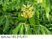 Соцветие  каштана конского жёлтого (Aesculus flava Sol.). Крупный план. Стоковое фото, фотограф Ирина Борсученко / Фотобанк Лори