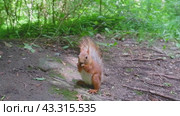 Red squirrel on a tree stump in the wild nibbles seeds and nuts. Animal on a green background. Стоковое видео, видеограф Екатерина Золина / Фотобанк Лори