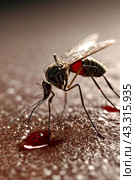 Close-up of striped mosquito on human skin, sucking human blood. Mosquitoes (Aedes aegypti), close up, macro photo. Carriers of dengue fever and malaria concept. Gen ai illustrate. Copy ad text space. Стоковое AI-изображение, AI-художник Aleksandr Golubev / Фотобанк Лори