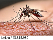 Close-up of striped mosquito on human skin, sucking human blood. Mosquitoes (Aedes aegypti), close up, macro photo. Carriers of dengue fever and malaria concept. Gen ai illustrate. Copy ad text space. Стоковое AI-изображение, AI-художник Aleksandr Golubev / Фотобанк Лори