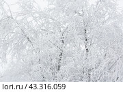 Snow and rime ice on the branches of bushes. Beautiful winter background with trees covered with hoarfrost. Plants in the park are covered with hoar frost. Cold snowy weather. Cool frosting texture. Стоковое фото, фотограф Андрей Степанов / Фотобанк Лори