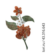 Exquisite Botanical Illustrations of Flowers, Leaves, and Berries, with vintage inspiration. Стоковая иллюстрация, иллюстратор Елена Захаревич / Фотобанк Лори