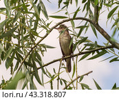 Дроздовидная камышовка (лат. Acrocephalus arundinaceus) Стоковое фото, фотограф Алексей Букреев / Фотобанк Лори