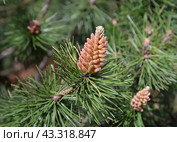 Молодые шишки сосны Муго (горной) (Pinus mugo Turra) Стоковое фото, фотограф Ирина Борсученко / Фотобанк Лори