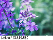 Цветущая Маттиола двурогая в летнем саду. Цветы и кустарники. Малая глубина резкости. Стоковое фото, фотограф Андрей Пустякин / Фотобанк Лори