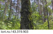 In spring, tinder mushrooms grow on a dead tree in the forest. Стоковое видео, видеограф IRYNA ZAKHARANKA / Фотобанк Лори