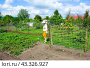 Женщина на огороде с тяпкой смотрит на кусты клубники. Стоковое фото, фотограф Роман Лукьянов / Фотобанк Лори