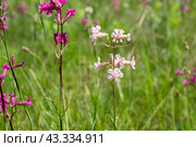 Смолка клейкая (Silene viscaria), светлая морфа. Стоковое фото, фотограф Ирина Яровая / Фотобанк Лори
