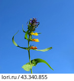 Цветок Иван-да-марья или Марьянник дубравный (лат. Melampyrum nemorosum) на фоне яркого синего неба. Стоковое фото, фотограф Photolart / Фотобанк Лори