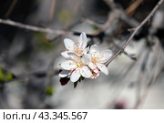 Spring blooming Toringo crabapple (lat.- Malus sieboldii) Стоковое фото, фотограф Irina Opachevsky / Фотобанк Лори