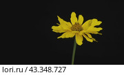 Панорама цветка желтой ромашки. Крупный план. Выделенный на черном фоне. Panorama of yellow chamomile flower. Close-up. Isolated on black background. Стоковое видео, видеограф Александр Собко / Фотобанк Лори