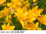 Blooming yellow daylilies in the garden. Стоковое фото, фотограф Александр Курлович / Фотобанк Лори