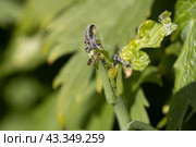 Green leafworm caterpillar on a delphinium plant. Стоковое фото, фотограф Ольга Сейфутдинова / Фотобанк Лори
