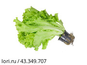 Green salad varieties Lactuca sativa grown in a plastic cup isolated on a white background. Стоковое фото, фотограф Сергей Н / Фотобанк Лори
