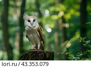 Амбарная сова (Tyto alba) на пне. Стоковое AI-изображение, AI-художник Щеголева Ольга / Фотобанк Лори