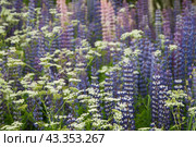Lupin flowers in a meadow, close up shot. Стоковое фото, фотограф Александр Курлович / Фотобанк Лори