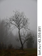 Одинокое дерево в осеннем тумане. Стоковое фото, фотограф Алексей Поликарпов / Фотобанк Лори