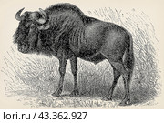 The blue wildebeest (Connochaetes taurinus). Antique stylized illustration. Стоковая иллюстрация, иллюстратор Sergey Kohl / Фотобанк Лори